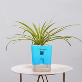 Dracaena marginata Madagascar multicolour